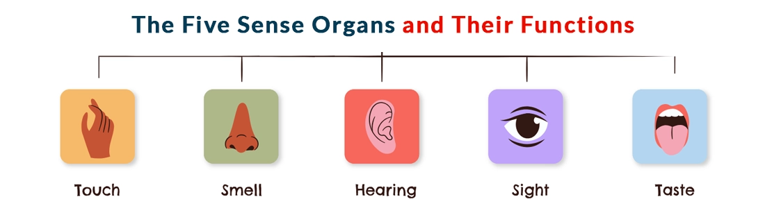 Five Sense Organs and Their Functions